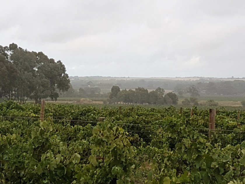 Barossa Cycling - view from Light Pass Road
