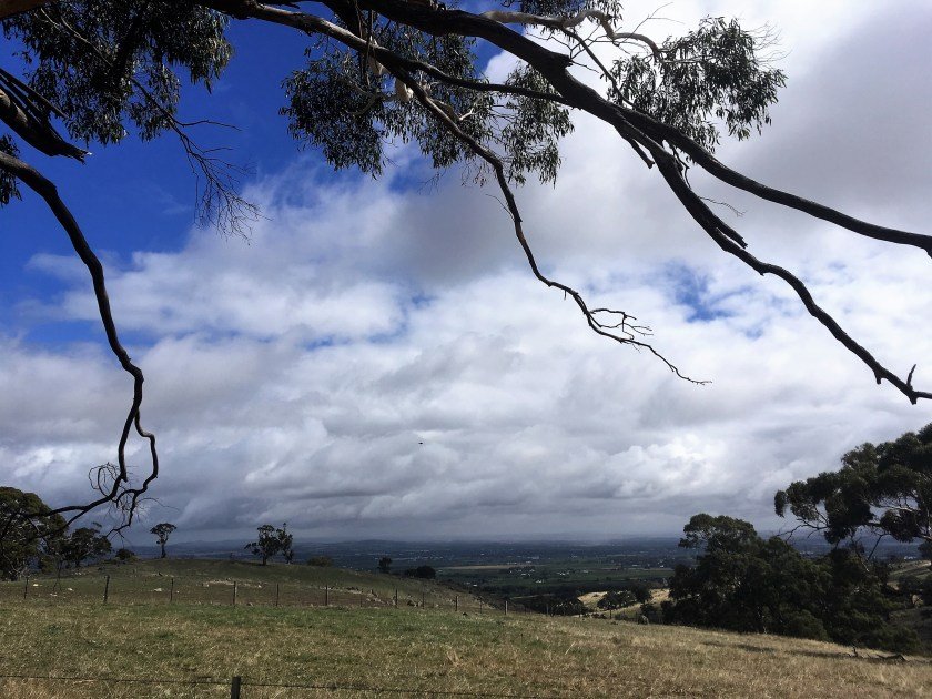 Barossa cycling - the view from Menglers Hill - photo by Damien Henderson