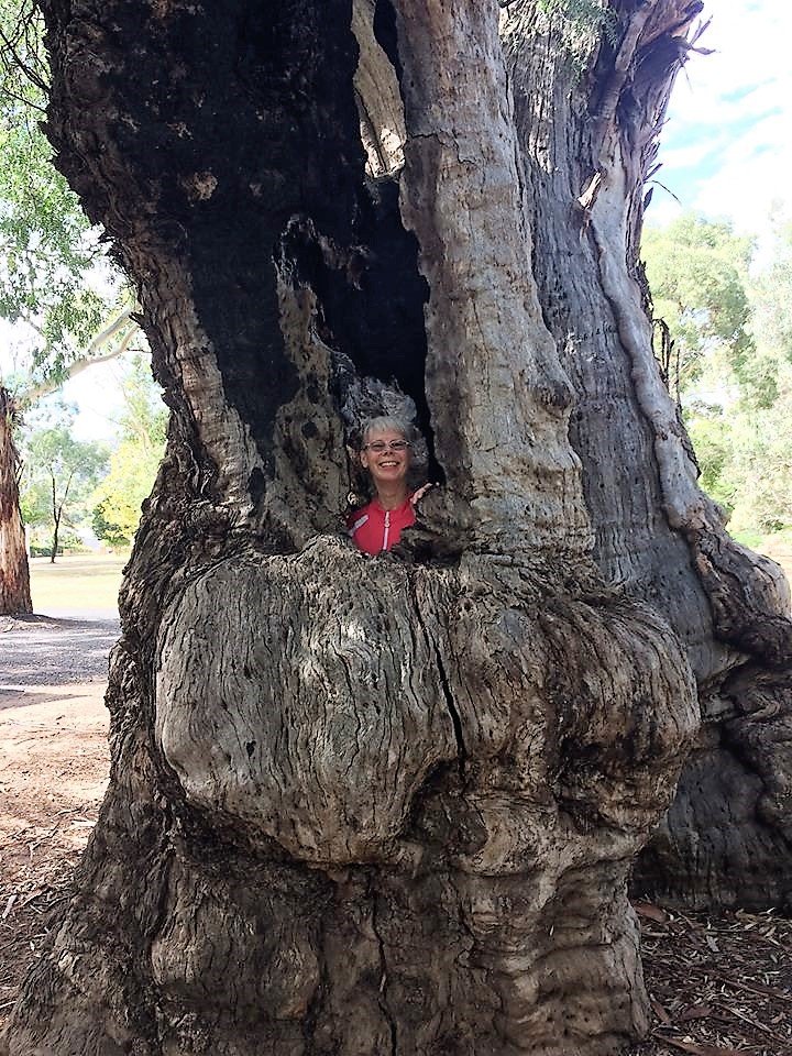 A hollow tree at Bethany Reserve - photo by Simone Pemberton