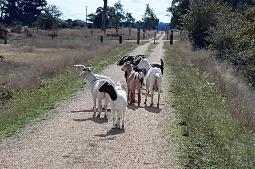 Goats on the Ballarat Skipton Rail Trail near Smythesdale