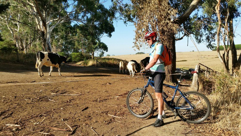 Cows on the track near Naroghid