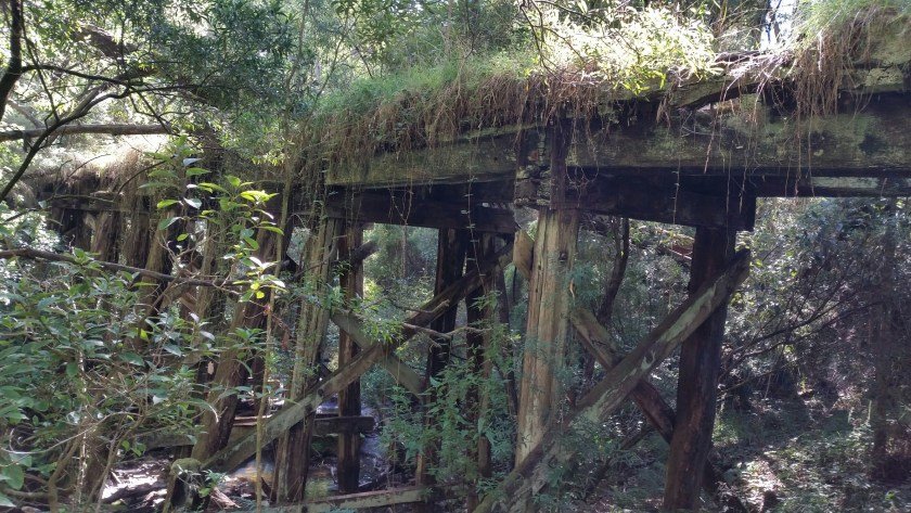 An overgrown trestle bridge on the Camperdown Timboon Rail Trail