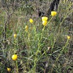 Castlemaine to Maldon Trai - yellow paper daisier on the trail