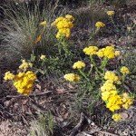 Castlemaine to Maldon Trail - yellow paperdaisies in the understory