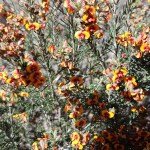 Castlemaine to Maldon Trail - orange wildflowers in the understory