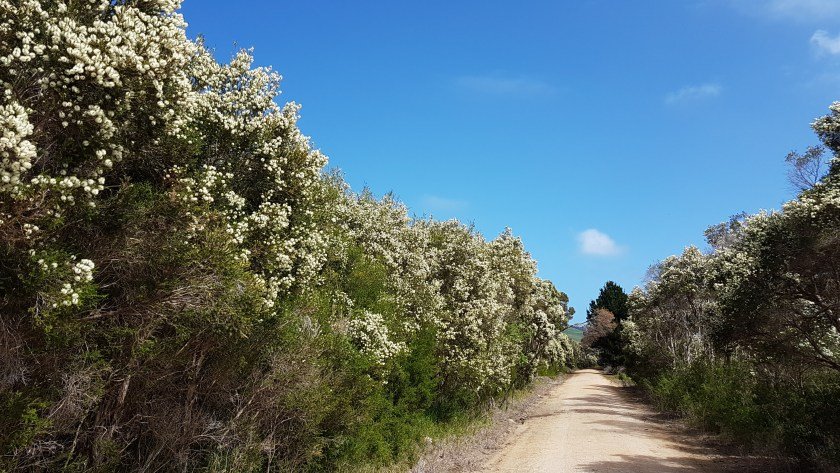 Bass Coast Rail Trail Woolamai to Kilcunda Trestle Bridge - spring blossoms near Woolamai