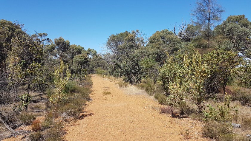 Collie Darkan Rail Trail - scrubby forest on the Hillman Section