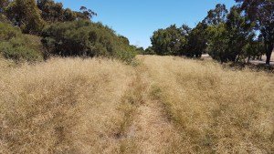 Collie Darkan Rail Trail - Grass growing over the track between Cowcher and Muja