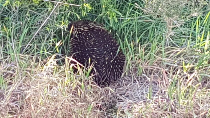Bass Coast Rail Trail Wonthaggi to Kilcunda - echidna on the trail