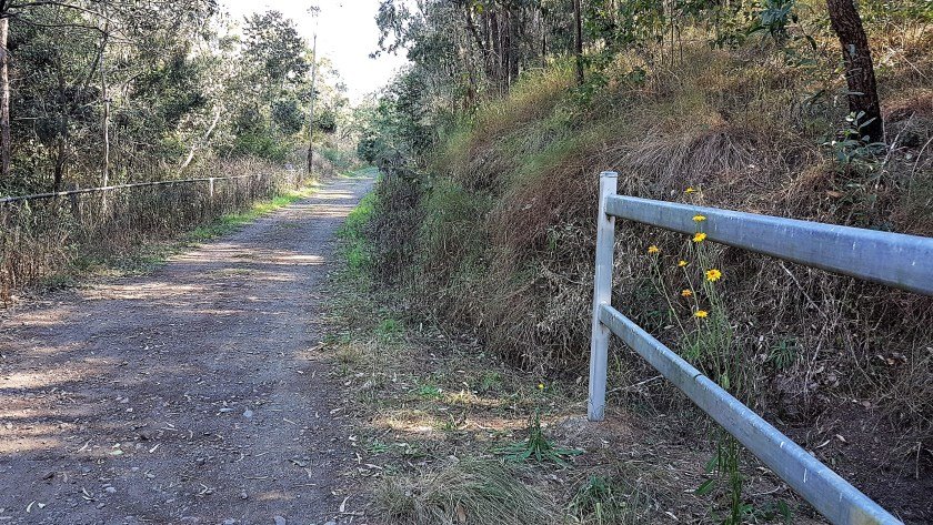BVRT Blackbutt to Linville - everlasting daisy on the trail