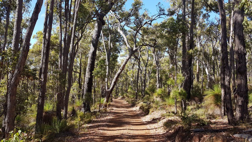 WA Rail Trails - the Old Timberline Trail tramway formations
