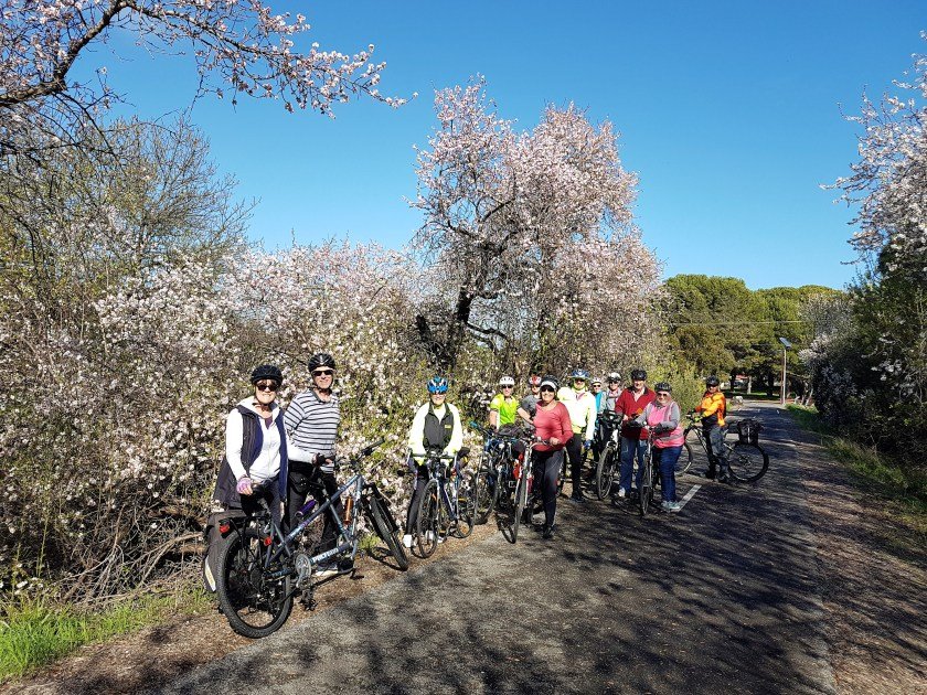 Coast to Vines Rail Trail - almond blossoms late July near Honeypot Road