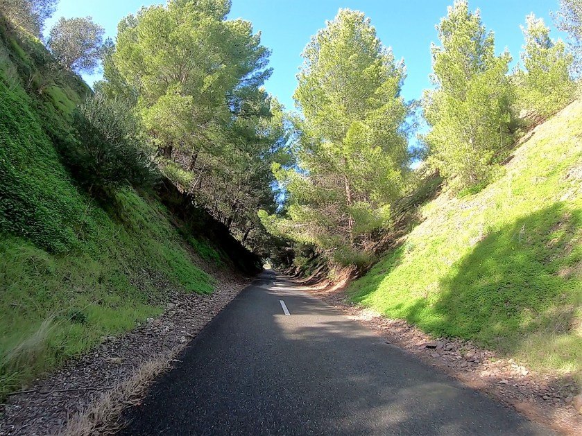 Coast to Vines Rail Trail - deep and shady green cuttings