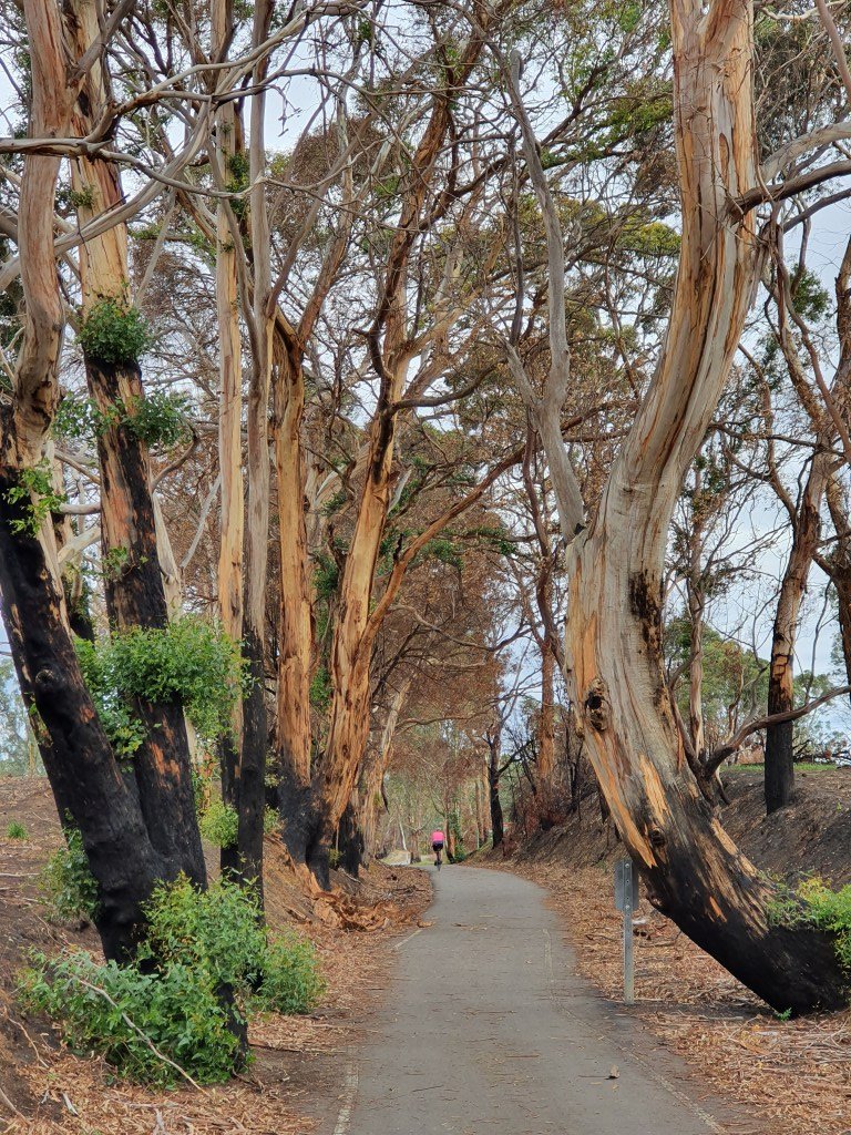 Amy Gillett Rail Trail between Charleston and Woodside - cyclist rides through a cutting bordered by burnt gums