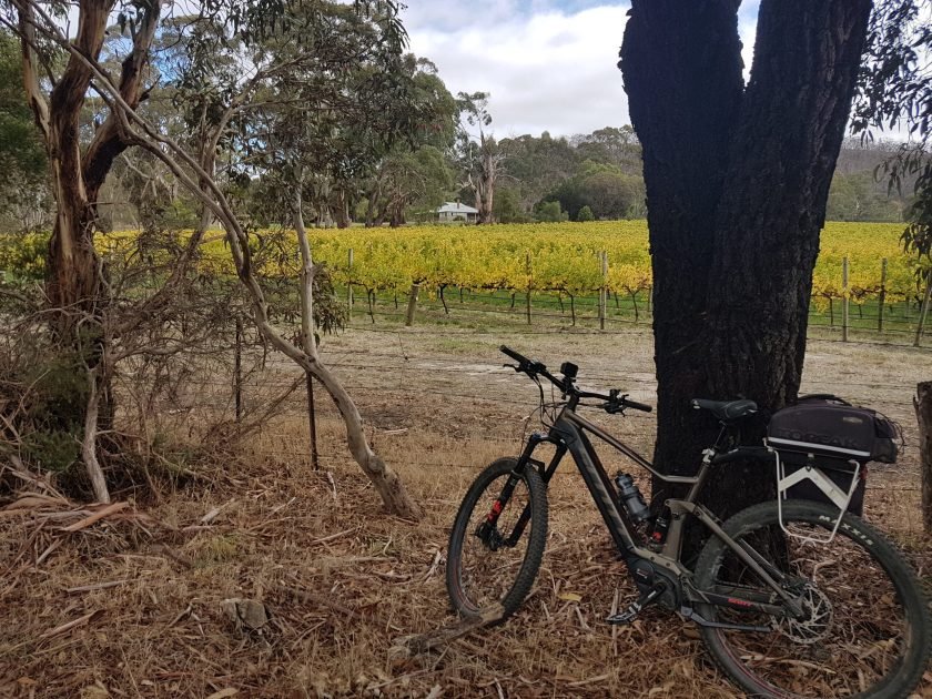Bicycle leans against burnt tree trunk with golden autumn vineyards in the background